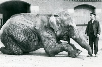 Female Indian Elephant 